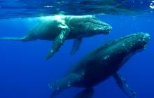 humpback whale, Hawaii, whale strike, whale hit by boat, whale swimming, whales in Hawaii, 